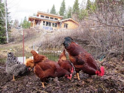 Use Your Chickens as Compost Workers Image